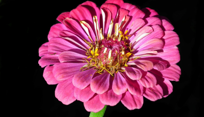 实测教程”随意玩辅助器开挂”其实确实有挂 实测教程”随意玩辅助器开挂”其实确实有挂