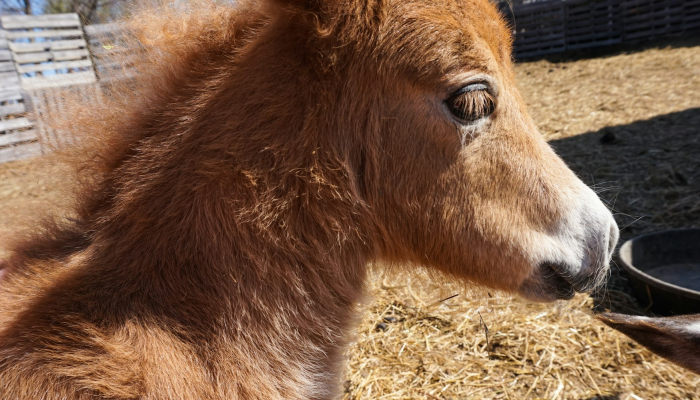 限时分享“越乡游斗牛到底有没有透视挂”其实确实有挂