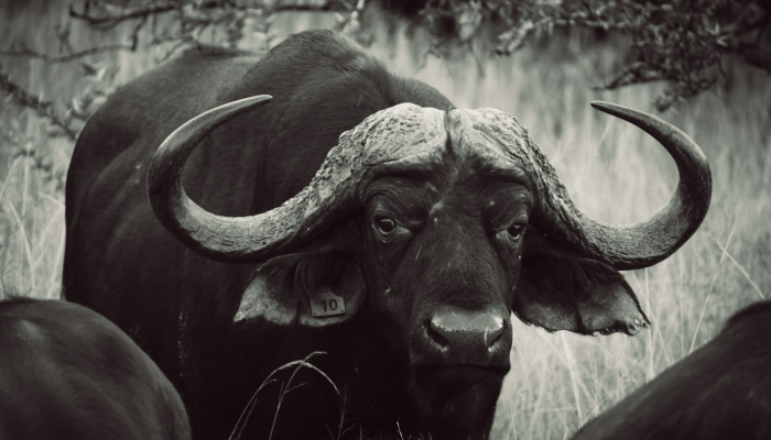 限时分享“炫龙牛牛是不是有挂”其实确实有挂