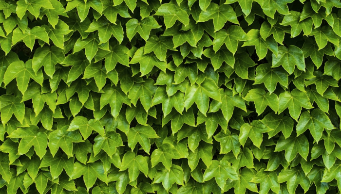 实测教程”hhwepoker透视辅助挂”其实确实有挂