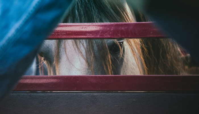 辅助开挂神器“哈狗十三道透视开挂”开挂(透视)辅助教程