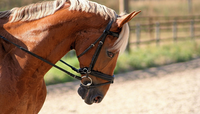 辅助开挂神器“飞禽走兽有没有挂”其实确实有挂 辅助开挂神器“飞禽走兽有没有挂”其实确实有挂