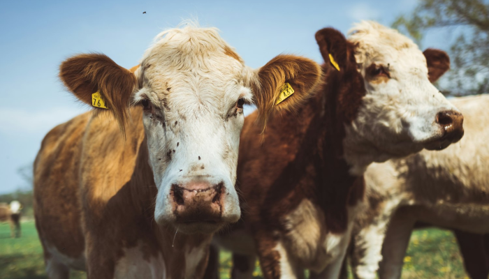 辅助开挂神器“线上麻将挂辅助挂方法”其实确实有挂 辅助开挂神器“线上麻将挂辅助挂方法”其实确实有挂