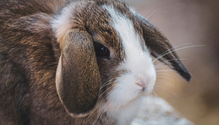 辅助开挂神器“呗兔真的确实有挂吗”其实确实有挂 辅助开挂神器“呗兔真的确实有挂吗”其实确实有挂