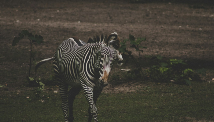 限时分享“红豆娱乐斗牛其实的确有透视挂”其实确实有挂