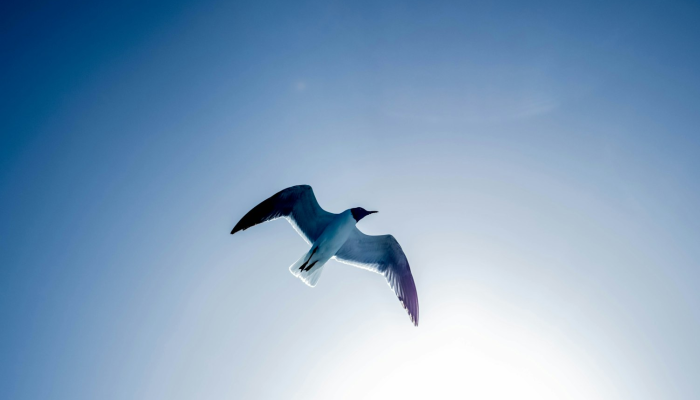 限时分享“飞翔互动究竟有没有挂”其实确实有挂