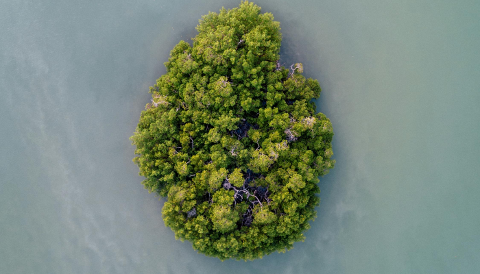 限时分享“新毛豆可以开挂”其实确实有挂