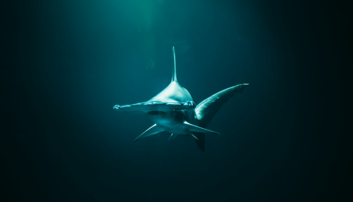 限时分享“鲨鱼互动真的有挂”其实确实有挂