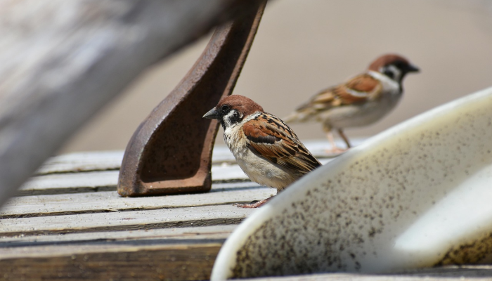 辅助开挂神器“0759湛江麻将要怎么开挂”分享必要外挂教程