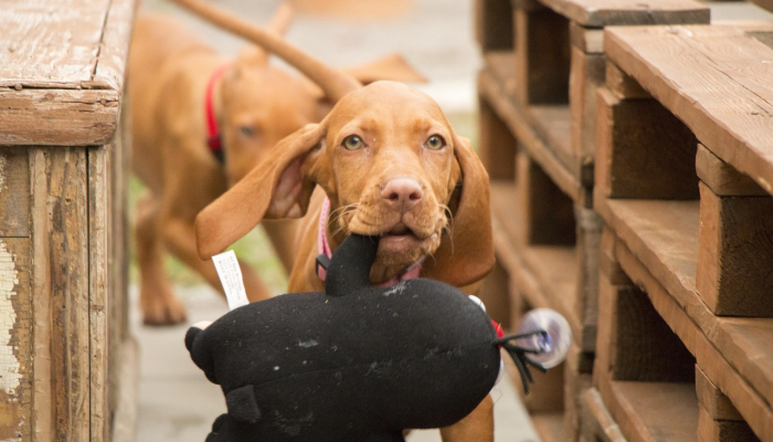 独家辅助解答“靓点互动长牌可以开挂吗+透视挂(开挂)2026必备