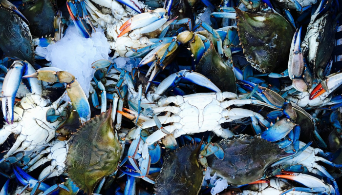 辅助神器“十三十三水比鸡挂”其实确实有挂