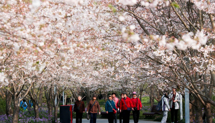 开挂辅助工具“樱花众娱开挂辅助器哪里有”其实确实有挂 开挂辅助工具“樱花众娱开挂辅助器哪里有”其实确实有挂