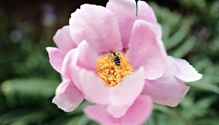 实测教程”开心武汉花是不是有挂”分享用挂教程