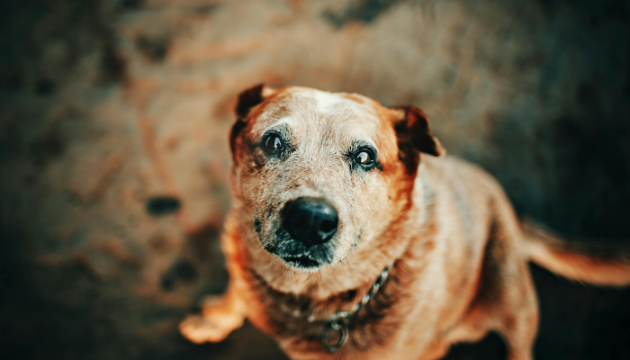 玩家实测“天雅海雀真的有挂吗”分享用挂教程