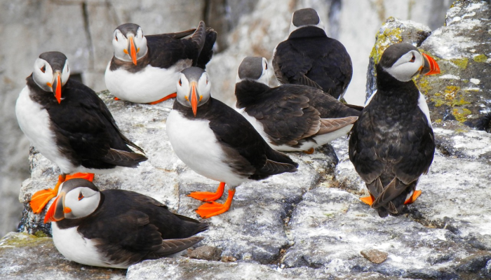 辅助开挂神器“天雅海雀真的有挂吗”【透视软件教程分享】