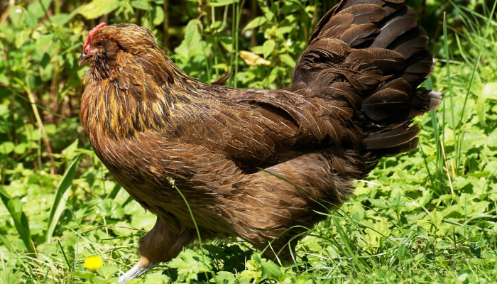 限时分享“开心安徽比鸡有辅助挂”开挂详细教程 限时分享“开心安徽比鸡有辅助挂”开挂详细教程