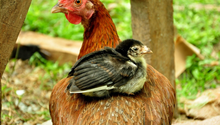 开挂辅助工具“天天比鸡可以买挂吗”(透视)其实确实有挂 开挂辅助工具“天天比鸡可以买挂吗”(透视)其实确实有挂