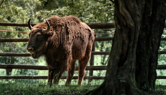 必看教程“讯奇牛牛有没有透视挂”太坑了真的有挂