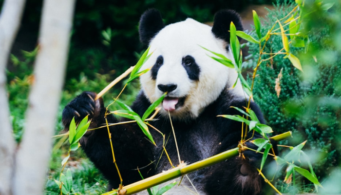 实测教程”熊猫大厅有没有挂”分享必要外挂教程