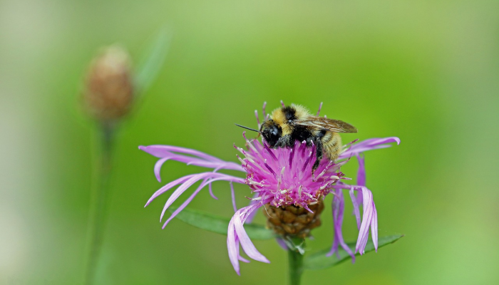 独家辅助解答“蜜蜂众娱有没有透视开挂”确实可以使用辅助