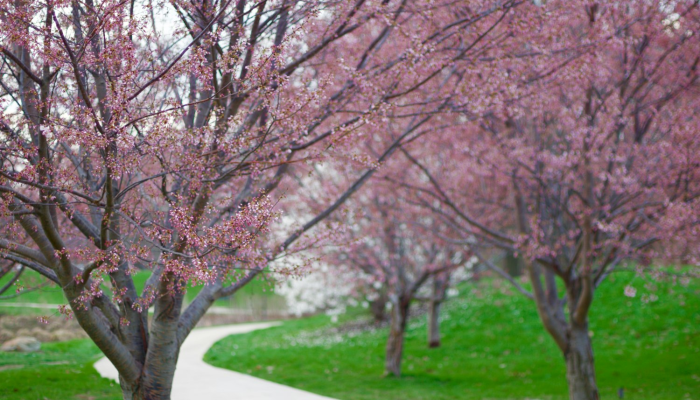 必看教程“樱花众娱必赢透视神器”太坑了真的有挂