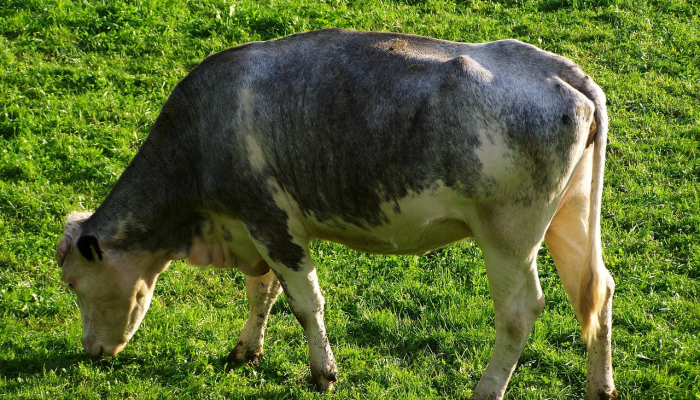 独家辅助解答“铭心牛牛有挂吗专用”太坑了真的有挂