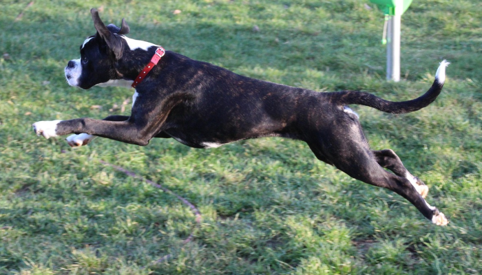 独家辅助解答“哈狗游戏十三道辅助+透视挂(开挂)2026必备 独家辅助解答“哈狗游戏十三道辅助+透视挂(开挂)2026必备