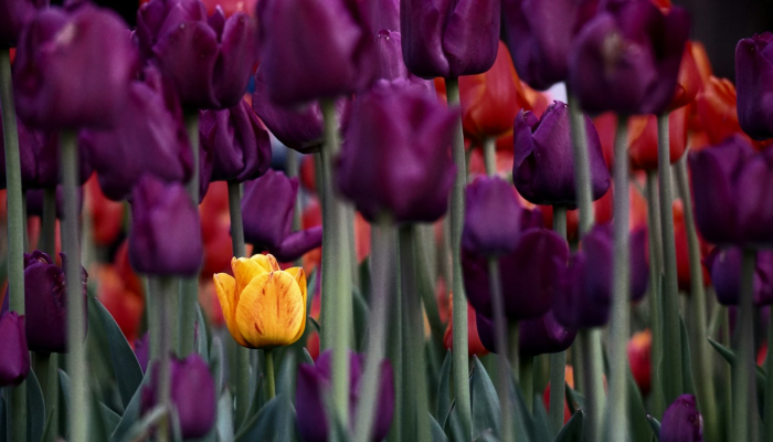 限时分享“花花生活圈挂怎么开”开挂详细教程