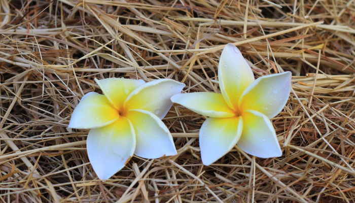 辅助开挂神器“开心武汉花是不是有挂”分享必要外挂教程