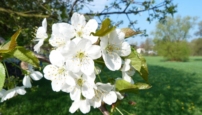 万能开挂辅助“樱花之盛确实真的有挂”详细分享装挂步骤 万能开挂辅助“樱花之盛确实真的有挂”详细分享装挂步骤