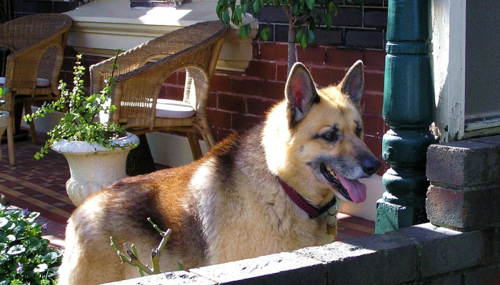 辅助开挂神器“玩呗斗牛要怎样才能开挂”开挂详细教程