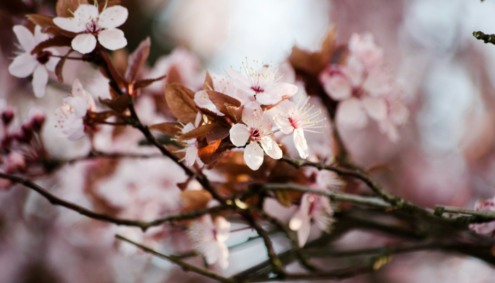 限时分享“樱花梦雨真的可以开挂吗”开挂详细教程 限时分享“樱花梦雨真的可以开挂吗”开挂详细教程