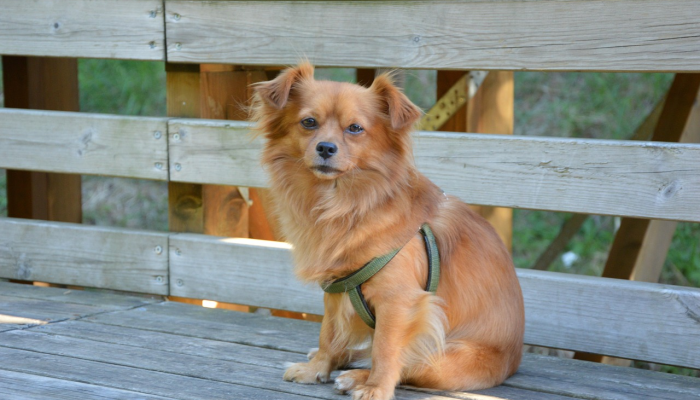 开挂辅助工具“哈狗游戏辅助软件”其实确实有挂 开挂辅助工具“哈狗游戏辅助软件”其实确实有挂