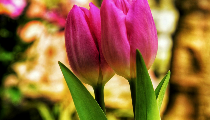 辅助神器“花花生活圈挂怎么开”其实确实有挂