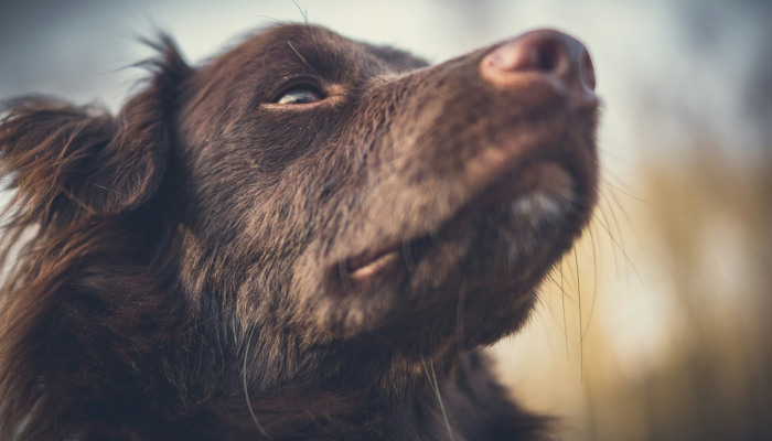 实测教程”哈狗游戏开挂辅助软件”分享用挂教程