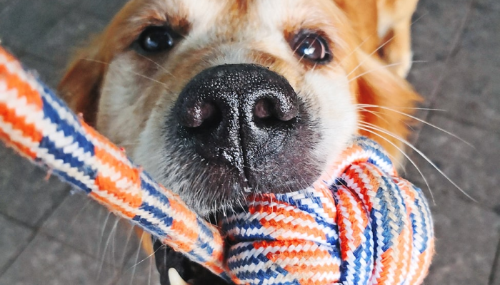 辅助开挂神器“哈狗游戏十三道到底有挂吗”开挂详细教程