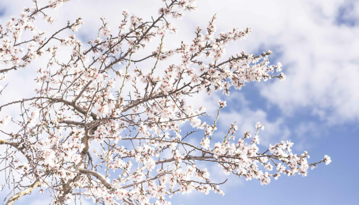 万能开挂辅助“樱花众娱有没有透视挂”详细分享装挂步骤