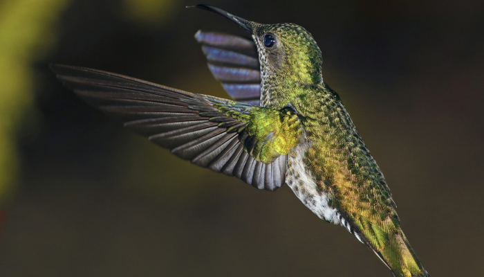限时分享“新青鸟真的有挂吗”开挂详细教程