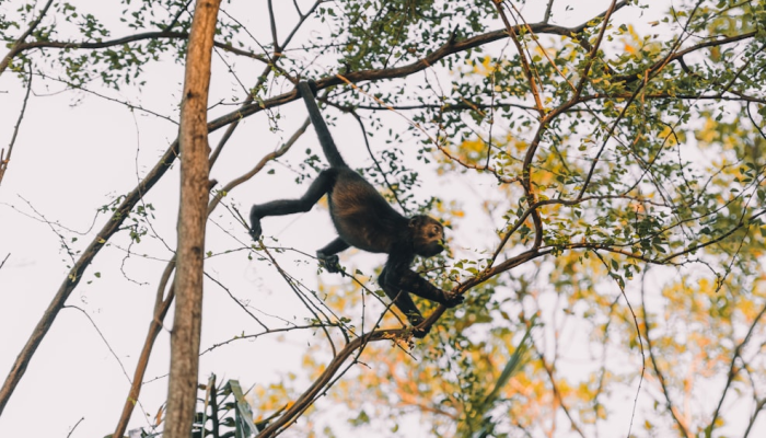 限时分享“金华佛手到底有没有挂”开挂详细教程 限时分享“金华佛手到底有没有挂”开挂详细教程
