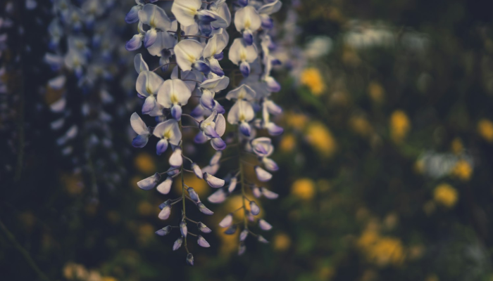 必备科技“摇钱树有挂吗真的有挂”开挂详细教程