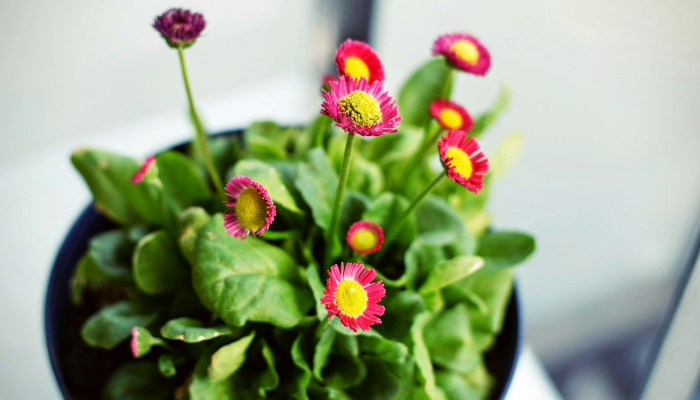 辅助神器“花花生活圈挂怎么开”其实确实有挂